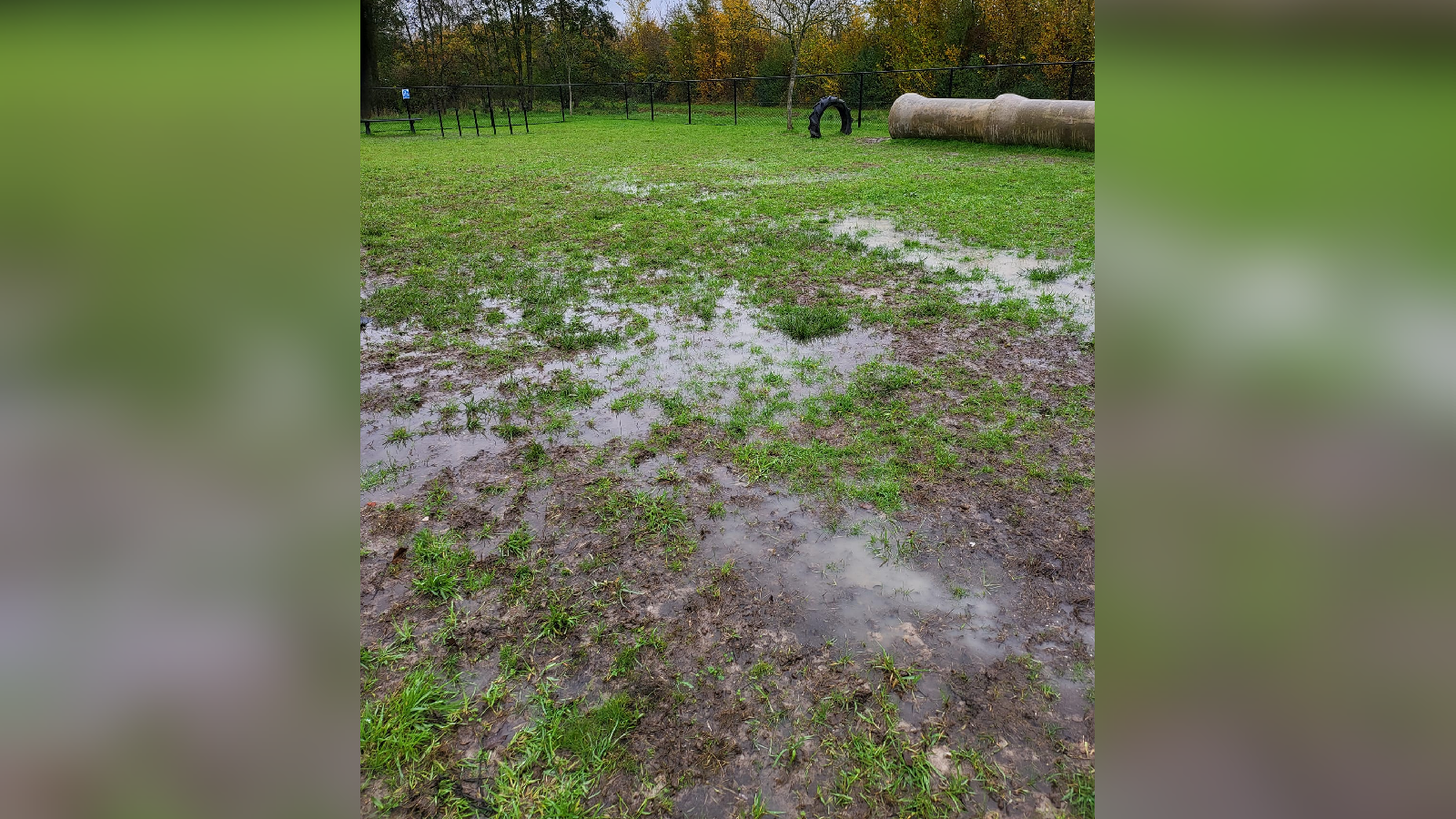 Het veld is al maanden kletsnat (foto: Marion Heijnen)